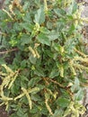 defocused objects of spinach seeds are waiting dry condition to planting Royalty Free Stock Photo