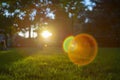 Defocused park with benches and trees, at sunset. heavy lens flare from a vintage lens