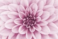 Defocused pastel, pink dahlia petals macro, floral abstract background. Close up of flower dahlia for background, Soft focus