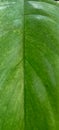 Defocused of philodendron Florida ghost leaf Royalty Free Stock Photo