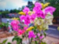 Defocused photo of beautiful colorful paper flowers in the garden. Royalty Free Stock Photo