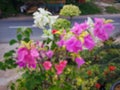 Defocused photo of beautiful colorful paper flowers in the garden. Royalty Free Stock Photo