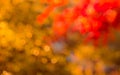Defocused red leaves, perfect autumn background