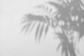 Defocused shadow of palm leaves in grey mode with space for text Royalty Free Stock Photo
