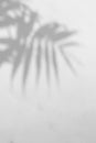 Defocused shadow of palm leaves in grey mode with space for text Royalty Free Stock Photo