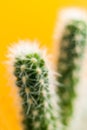 Defocused shot of green cactus on trendy punchy pastel yellow background.