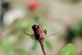 A defocused shot of a scarlet rose and a ladybug. Close up of a Royalty Free Stock Photo