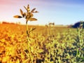 Defocused silhouettes of plants on the field against the sky Royalty Free Stock Photo