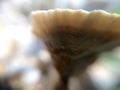 Defocused small brown mushrooms macro photo in the natural forest for mystical fairytale background