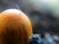 Defocused small brown mushrooms macro photo in the natural forest for mystical fairytale background