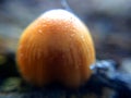 Defocused small brown mushrooms macro photo in the natural forest for mystical fairytale background