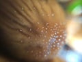 Defocused small brown mushrooms macro photo in the natural forest for mystical fairytale background