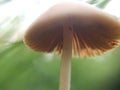 Defocused small grey mushrooms macro photo in the natural forest for mystical fairytale background