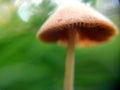 Defocused small grey mushrooms macro photo in the natural forest for mystical fairytale background