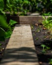 Defocused small vegetable garden. Vegetables grow for vegans, and there is also a flower bed.