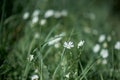 Defocused spring field background with dreaming white flowers