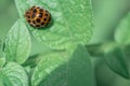 Defocused spring nature background with Ladybug on green leaf. Close up image. Soft focus dreamy image. Summer, spring season