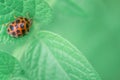 Defocused spring nature background with Ladybug on green leaf. Close up image. Soft focus dreamy image. Summer, spring season Royalty Free Stock Photo