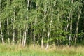 Defocused summer forest landscape Royalty Free Stock Photo