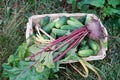 Defocused garden harvest in a straw basket. Cucumbers, beans, garlic, beetroot, dill. Close up