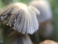 Defocused grey mushrooms macro photo in the natural forest for mystical fairytale background