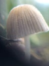 Defocused grey mushroom macro photo in the natural forest for mystical fairytale background