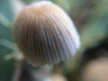 Defocused grey mushroom macro photo in the natural forest for mystical fairytale background