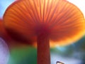 Red mushrooms macro photo in the natural forest for mystical fairytale background
