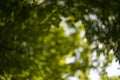 Defocused trees. Natural bokeh, blurry background Royalty Free Stock Photo