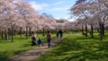Defocused video of tourists relaxing by cherry blossom trees in Amsterdamse Bos park in The Netherlands