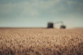 Defocused view of Combine harvester agriculture machine harvesting golden ripe wheat field
