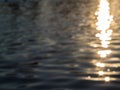 Water surface with gold sunset reflections Royalty Free Stock Photo