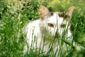 Defocused white  cat with black and red spots hid in the grass Royalty Free Stock Photo