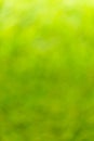 Defocussed green bokeh grass or foliage background - summer, spring or ecology concept