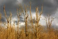 Defoliated and leafless trees Royalty Free Stock Photo