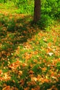 Defoliation Royalty Free Stock Photo