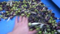 Defoliation of Olives (3)