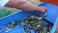 Defoliation of Olives (5)