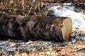 Global warming, deforest cluster of freshly cut tree stumps and burn Royalty Free Stock Photo