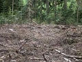 Deforest destroyed wood