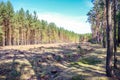 Deforestated forest in the middle of a forest. Royalty Free Stock Photo