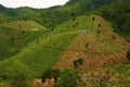 Deforestation for agriculture, climate change