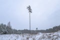 Deforestation. Alone pine tree among stumps after felling forest in winter