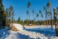 Deforestation area in a sunny but winter cold Sweden Royalty Free Stock Photo