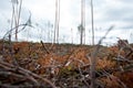 Deforestation. Bottom view of the clearing where once there was a forest