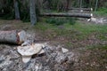 Deforestation in Central Europe. Cut down spruce tree in the forest area