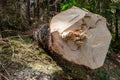 Deforestation in Central Europe. Cut down spruce tree in the forest area