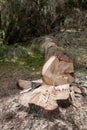 Deforestation in Central Europe. Cut down spruce tree in the forest area