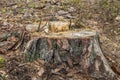 Deforestation concept. Stumps, logs and branches of tree after cutting down forest Royalty Free Stock Photo