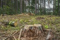 Deforestation concept. Stumps, logs of tree after cutting down forest